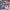 Winter Olympic Games Lillehammer 94 - GameBoy