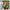 Shrek Swamp Kart Speedway - GameBoy Advance
