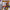 Greg Hastings Tournament Paintball Maxed - GameBoy Advance